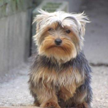 chien Yorkshire terrier Dior Elevage des petits bouts du bonheur