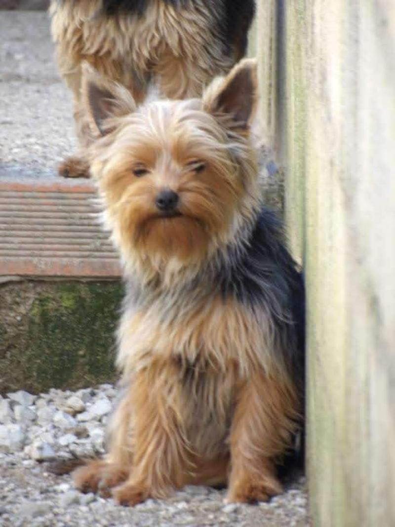 Guess Femelle Yorkshire terrier