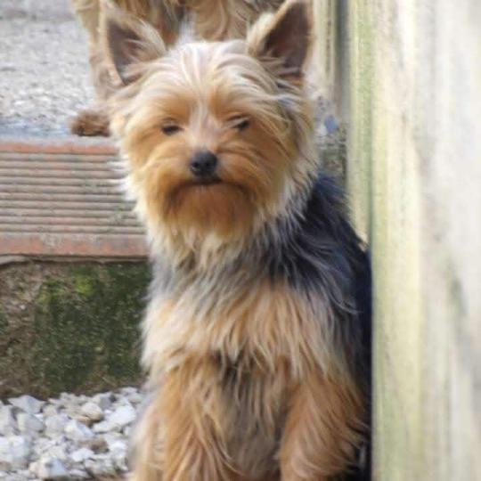 Guess Femelle Yorkshire terrier