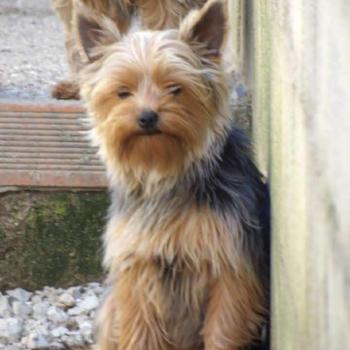 chien Yorkshire terrier Guess Elevage des petits bouts du bonheur