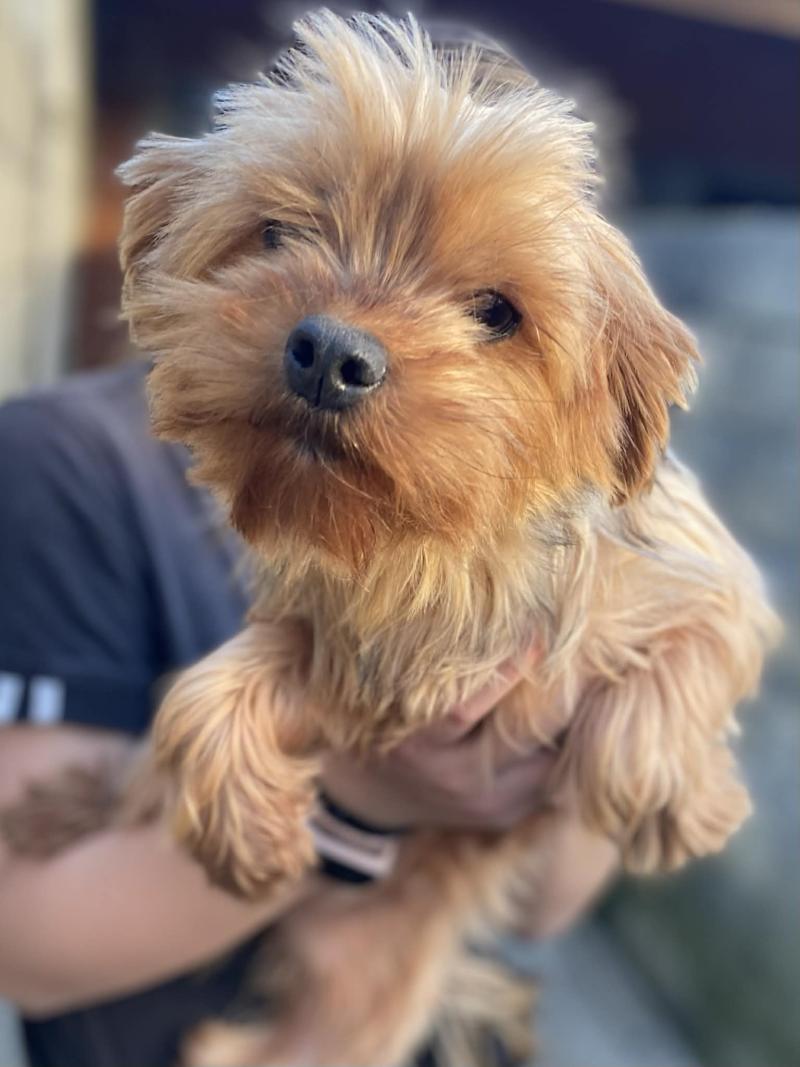 Unaya Femelle Yorkshire terrier