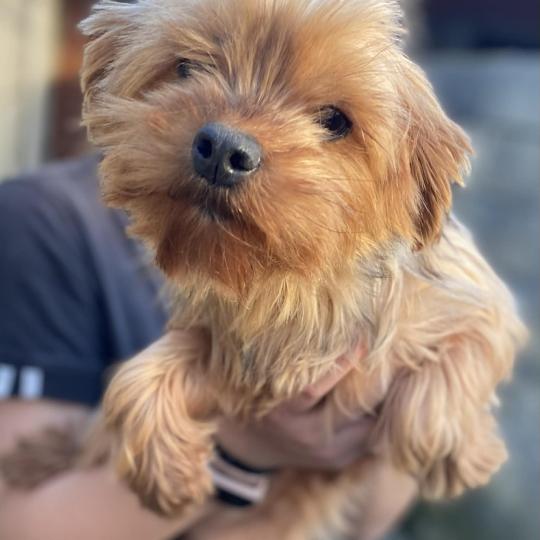Unaya Femelle Yorkshire terrier