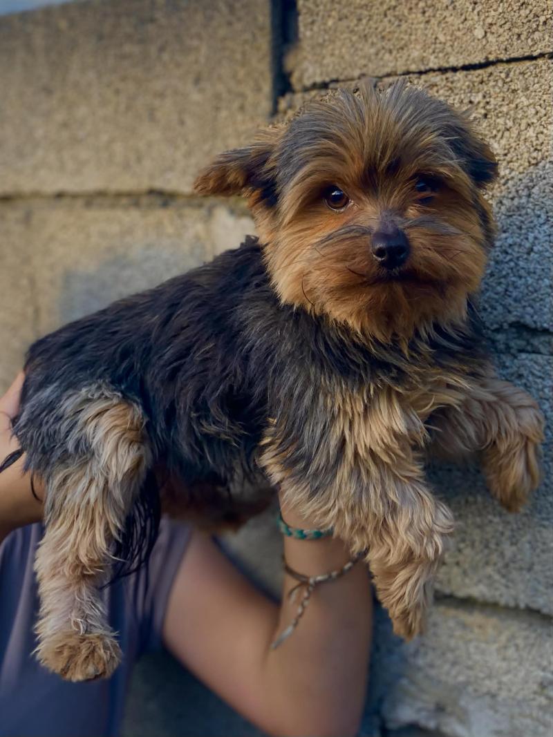 Urgo Mâle Yorkshire terrier