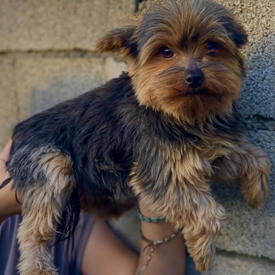 Urgo Mâle Yorkshire terrier