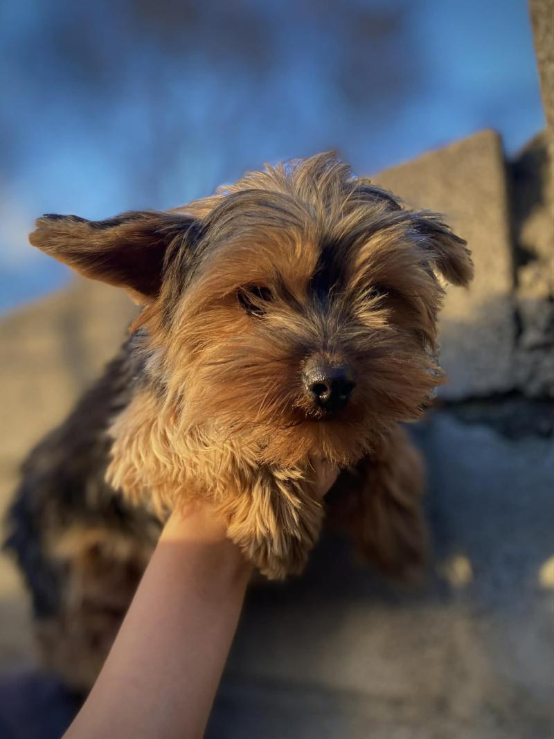 Vianney Mâle Yorkshire terrier