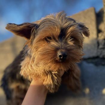 chien Yorkshire terrier Vianney Elevage des petits bouts du bonheur